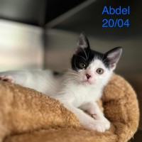 Abdel photo