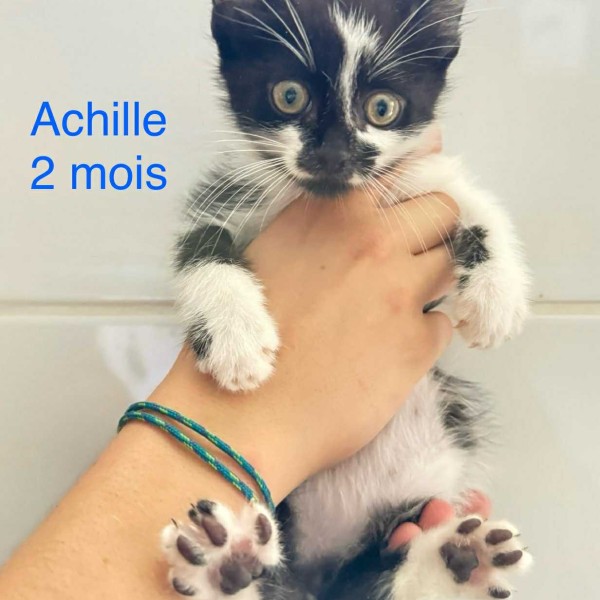 Achille photo