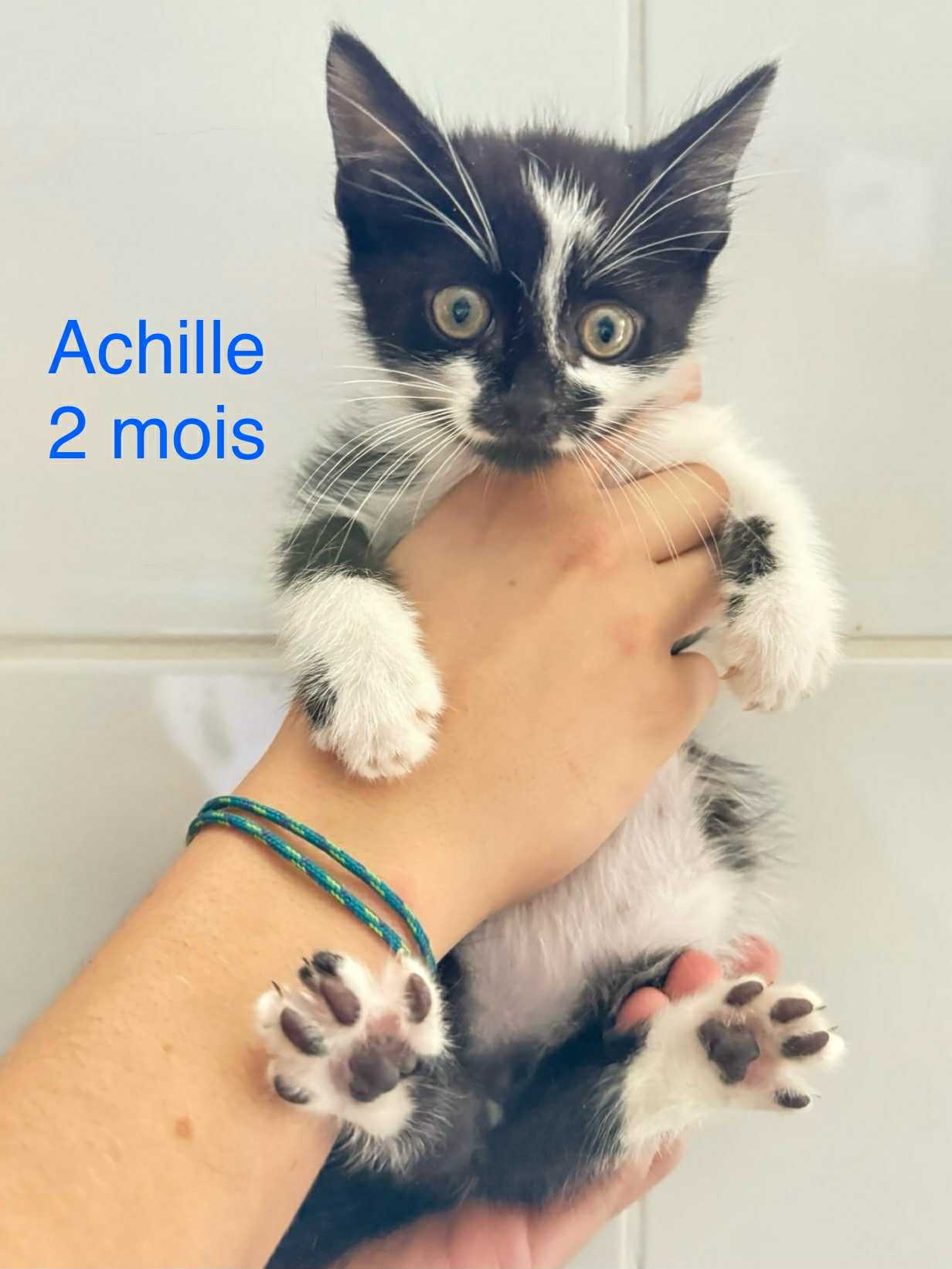 Achille photo