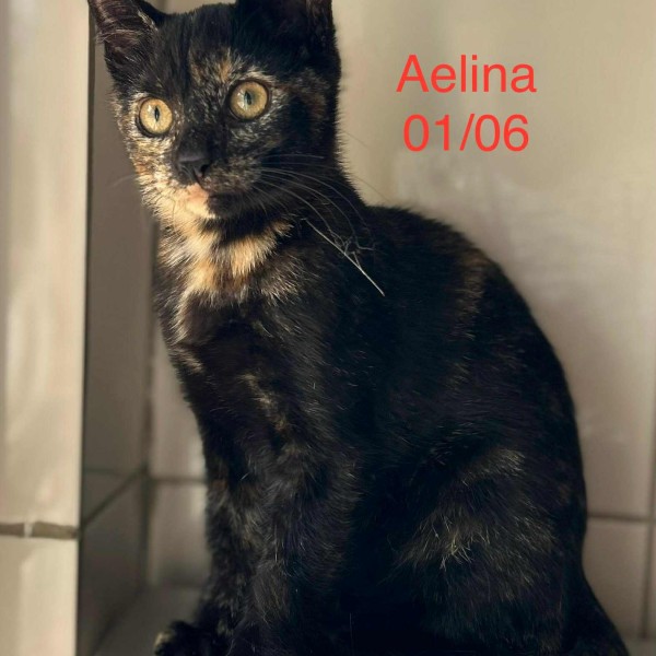 Aelina photo