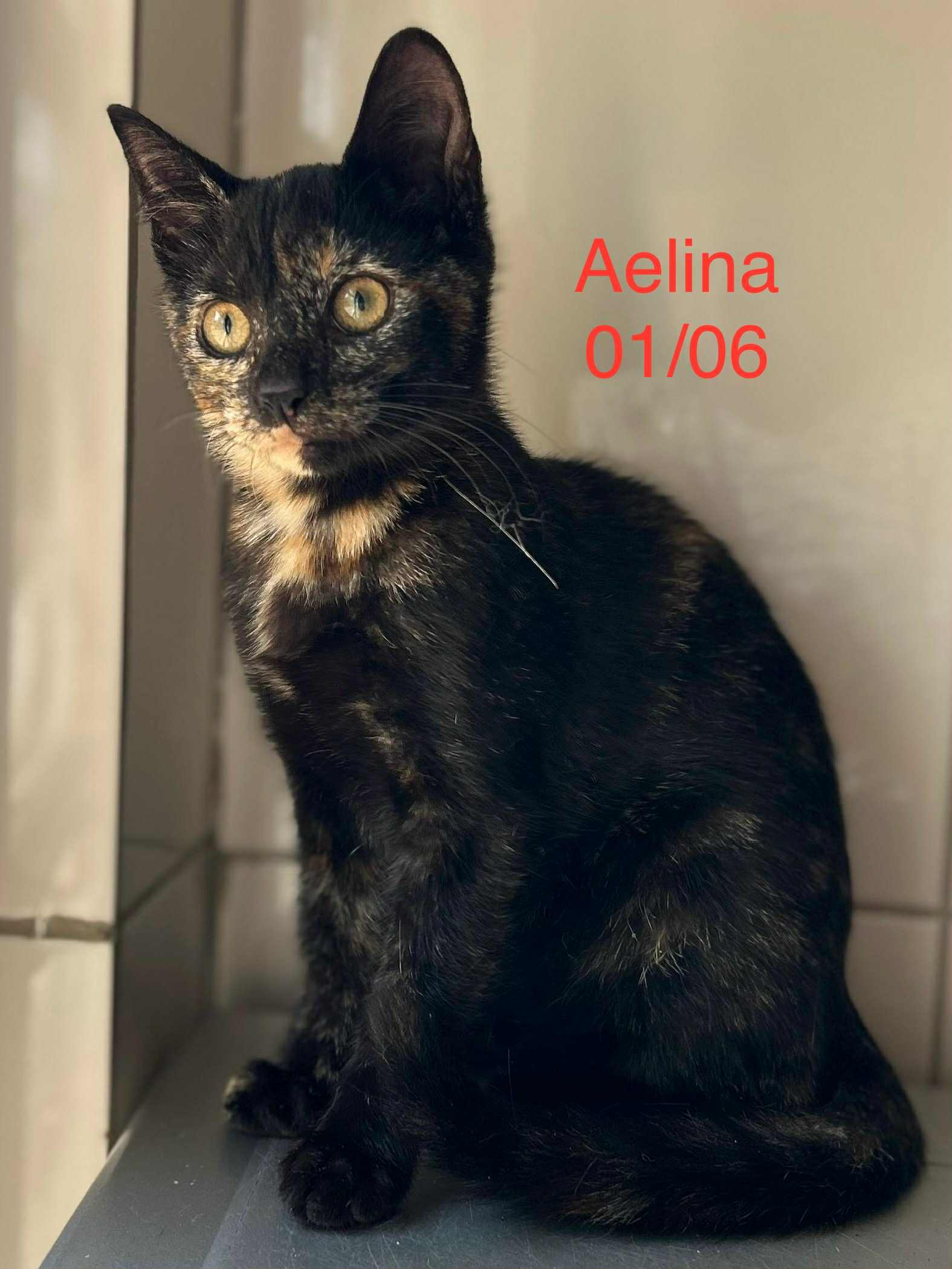 Aelina photo