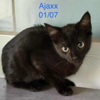 Ajaxx photo