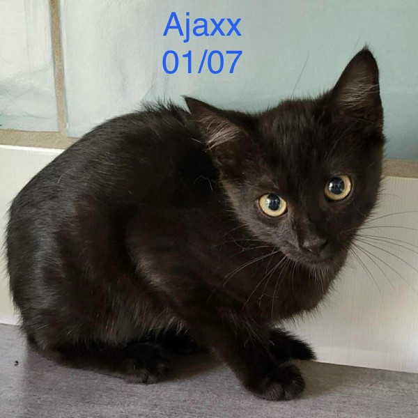 Ajaxx photo