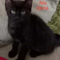 Alia photo