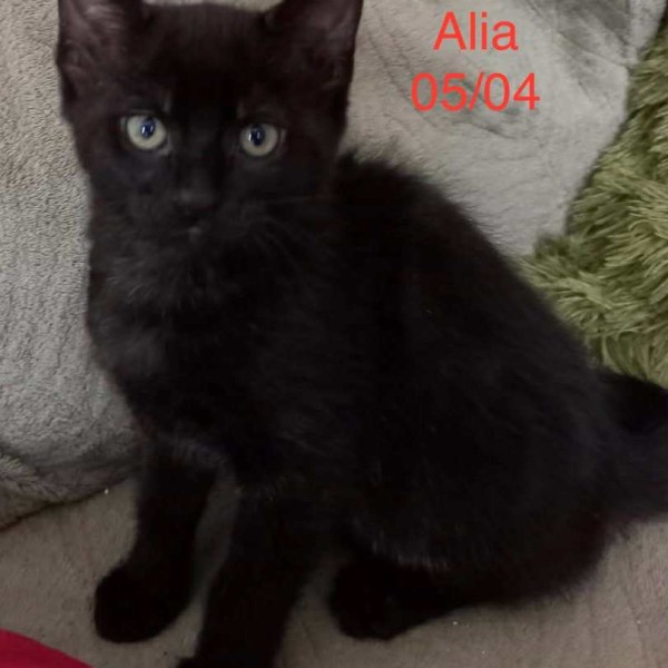Alia photo