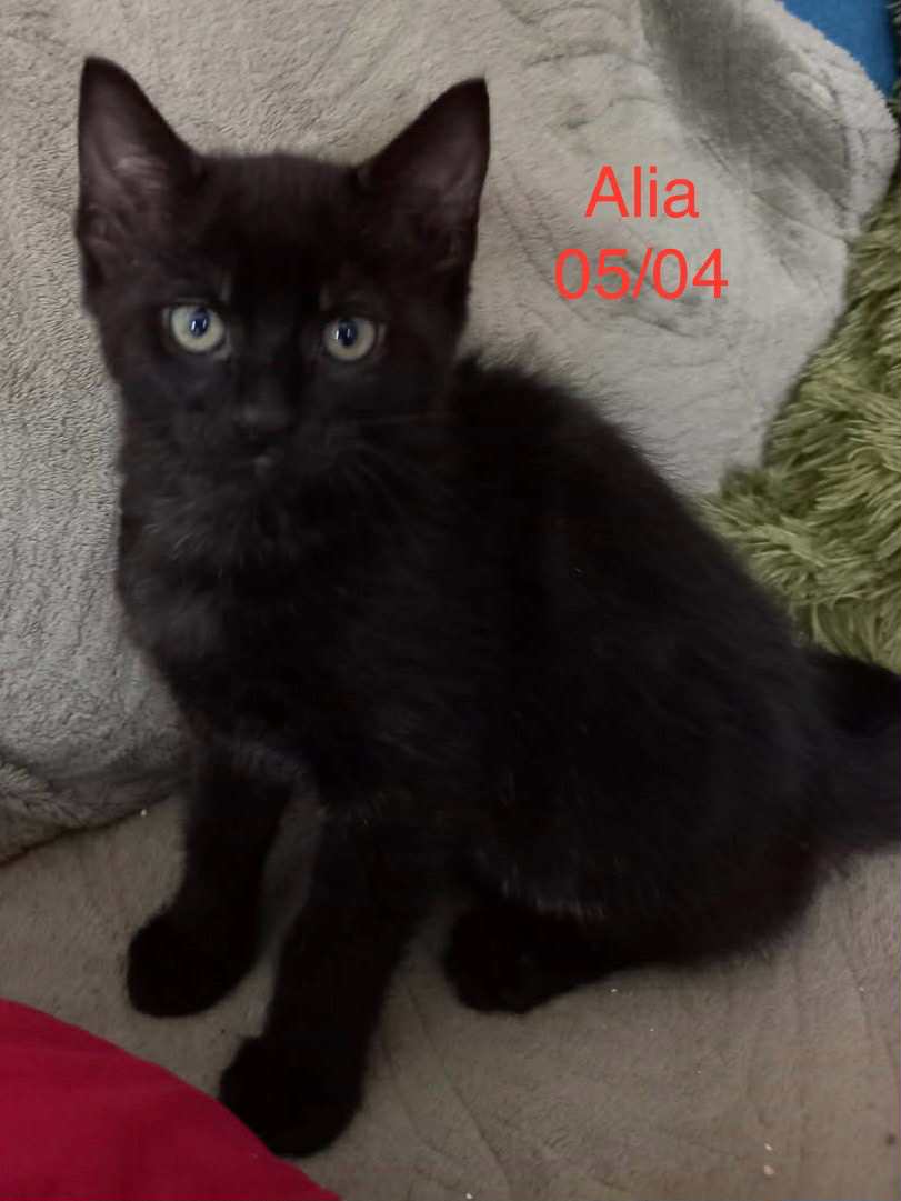 Alia photo