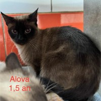 Alova photo