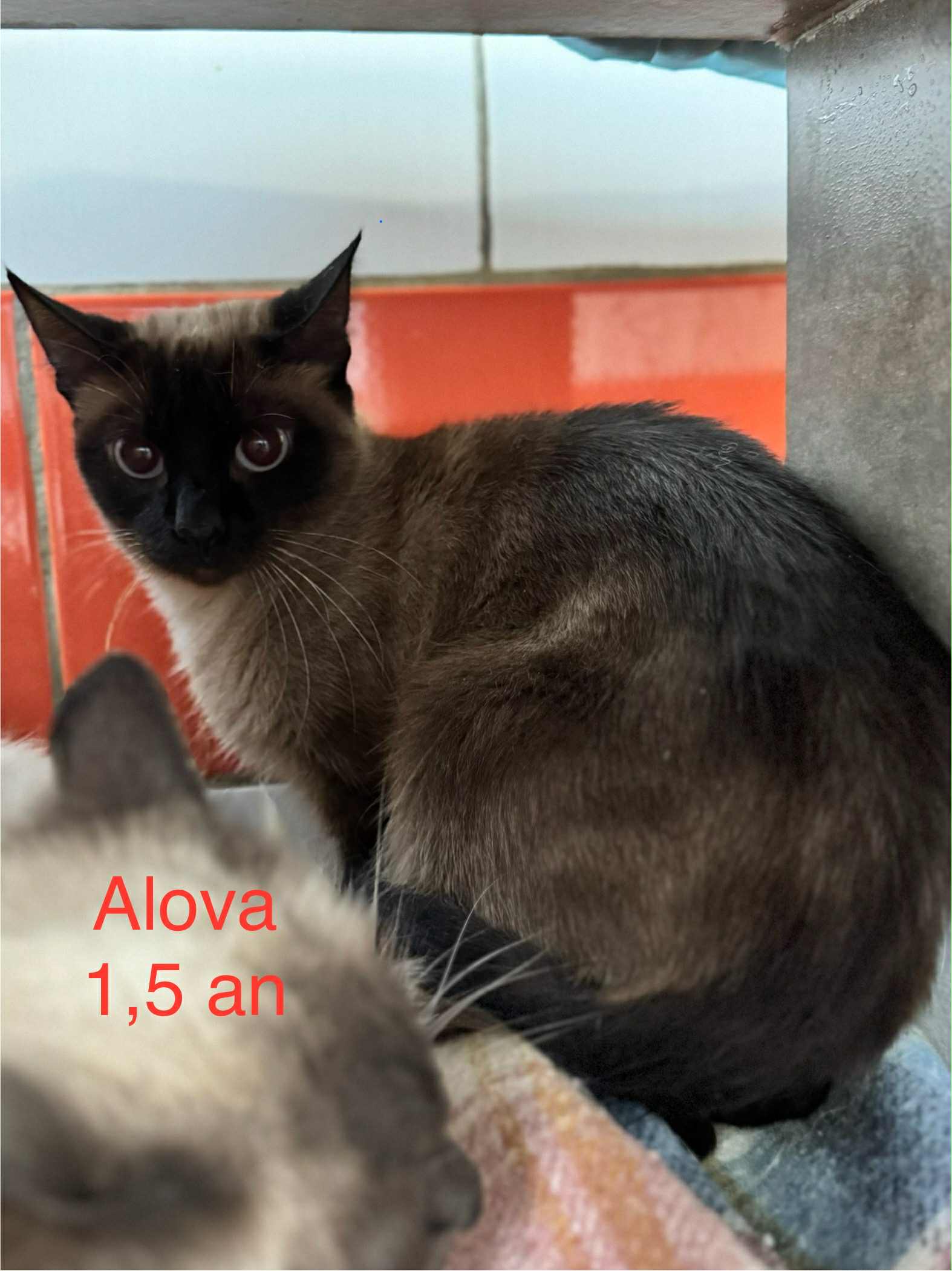 Alova photo