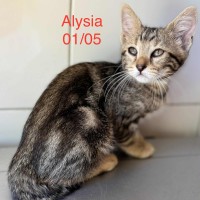 Alysia photo