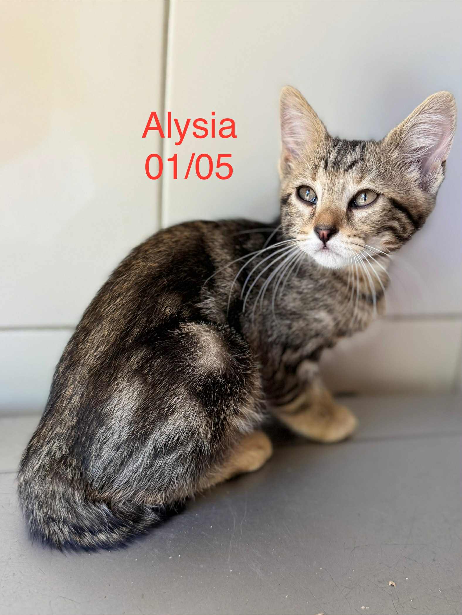 Alysia photo