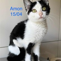 Amon photo