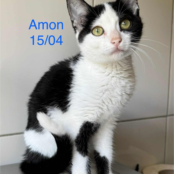 Amon photo
