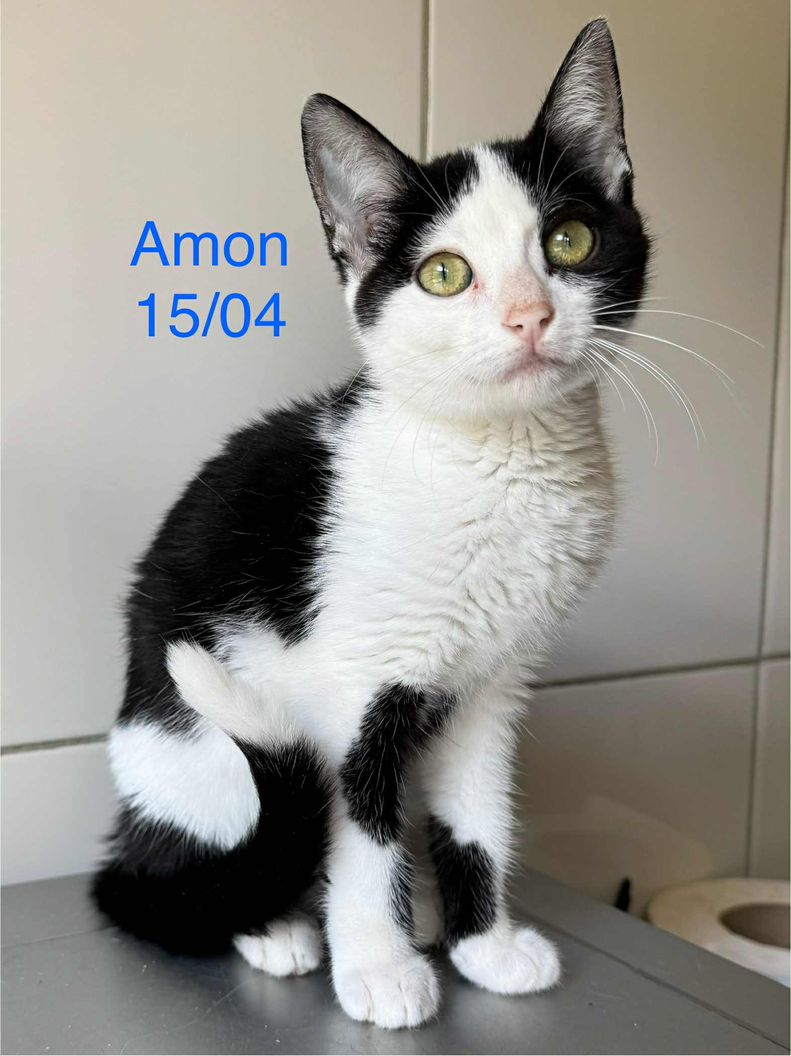 Amon photo
