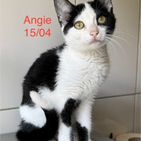 Angie photo