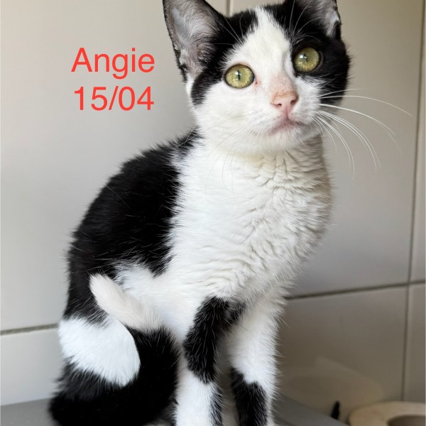 Angie photo
