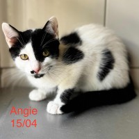 Angie photo
