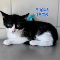 Angus photo