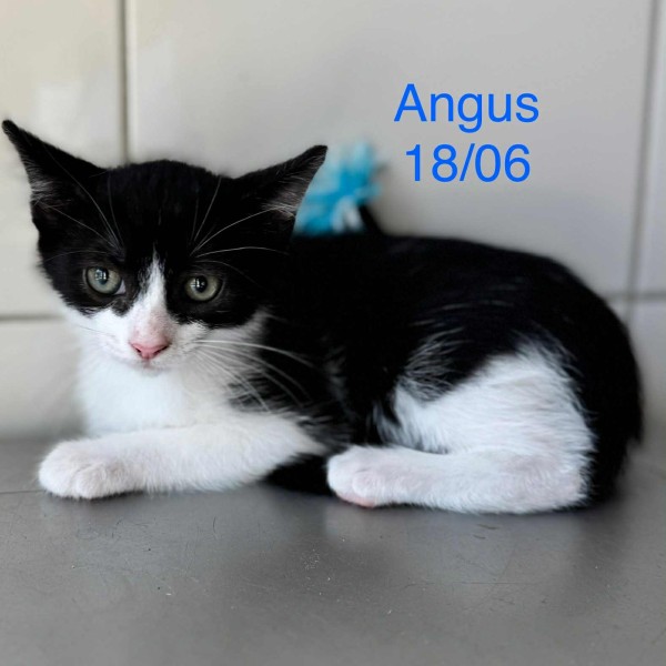 Angus photo