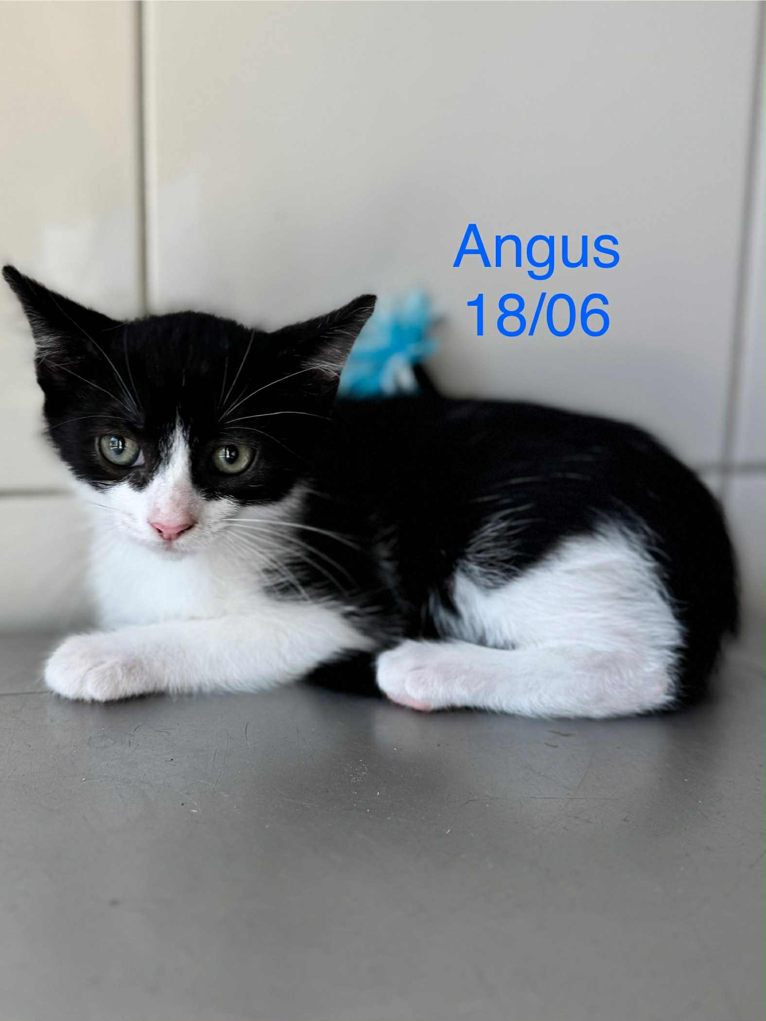 Angus photo