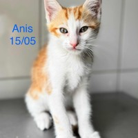 Anis photo