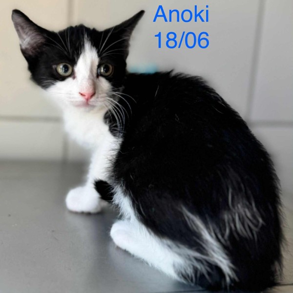 Anoki photo