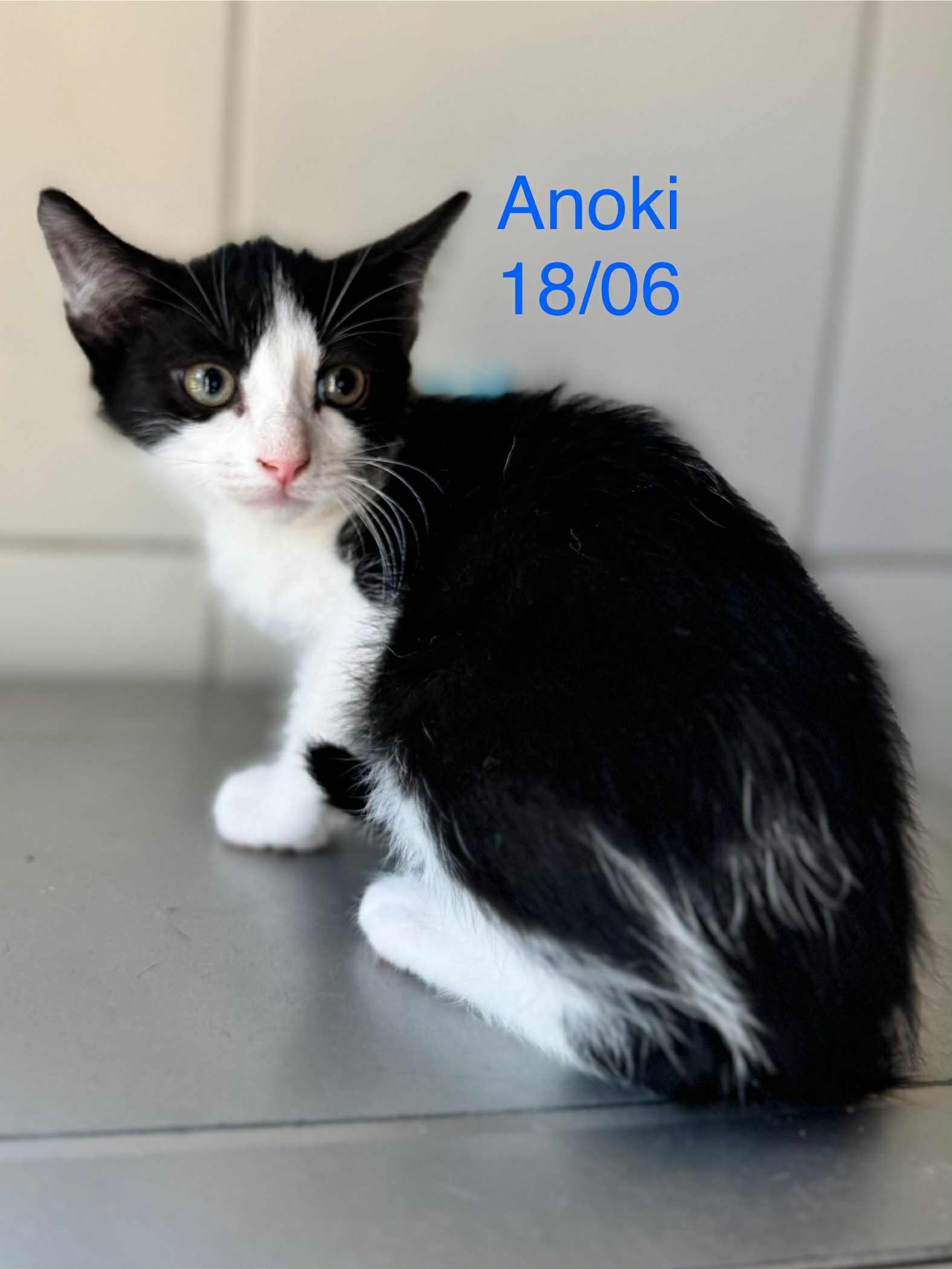 Anoki photo