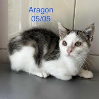 Aragon photo
