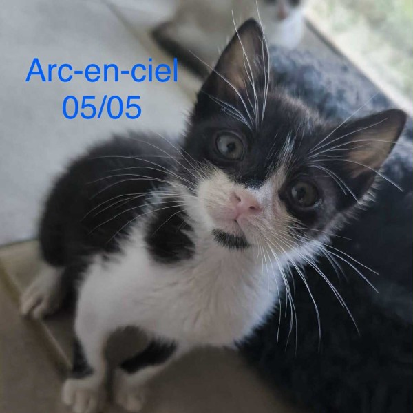 Arc en ciel photo