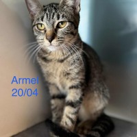 Armel photo