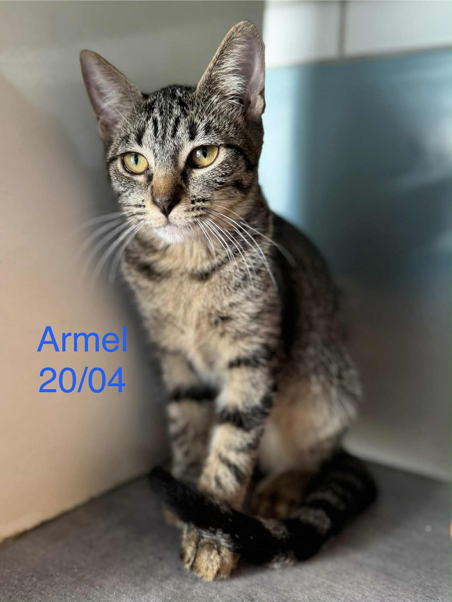 Armel photo