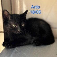 Artis photo