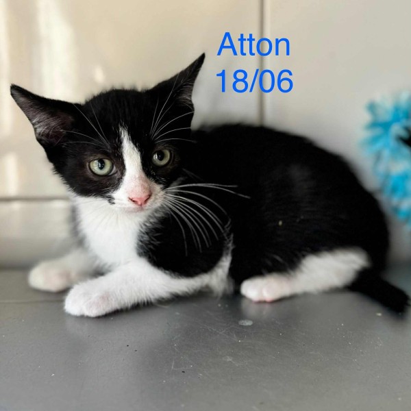 Atton photo