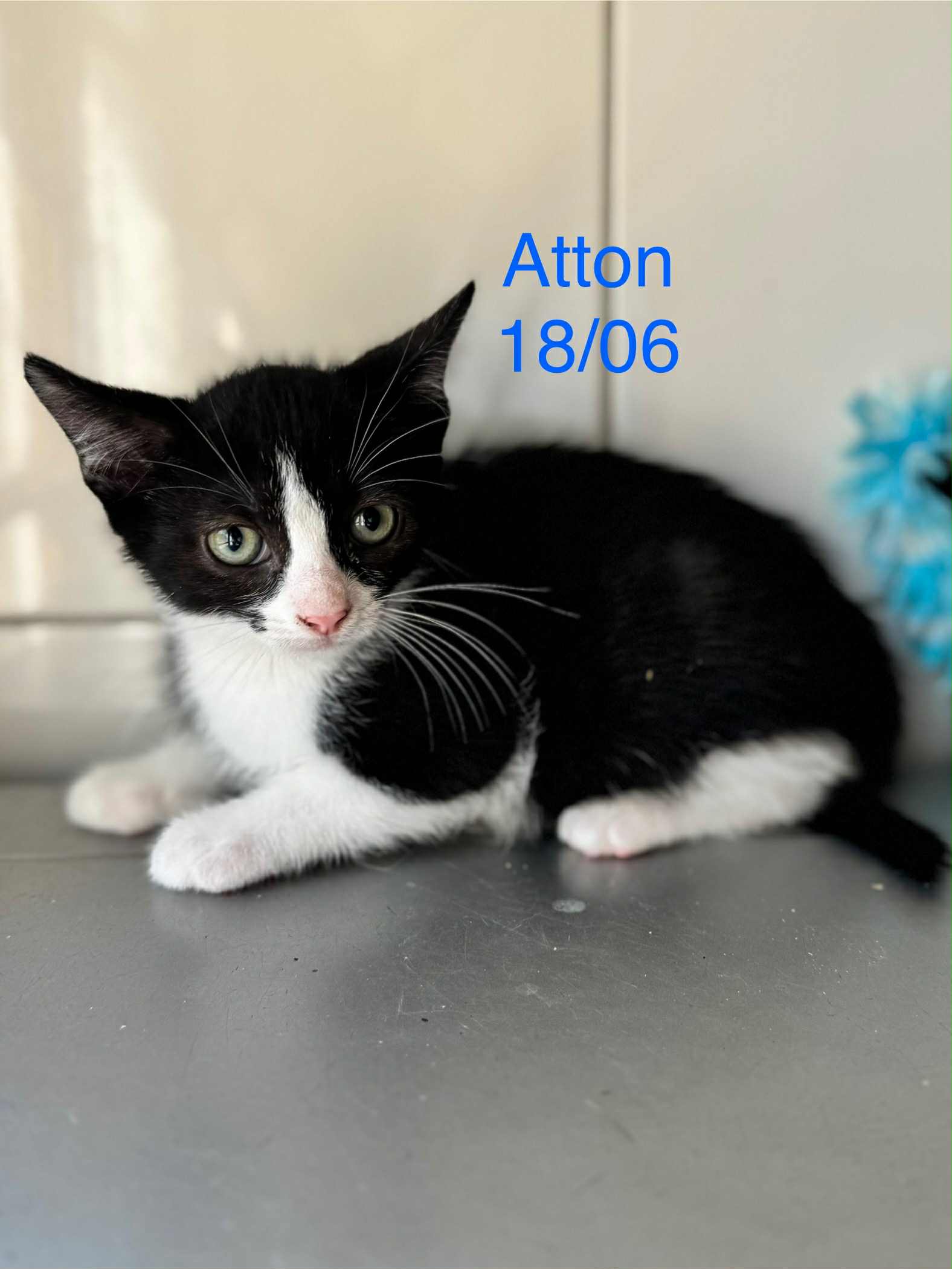 Atton photo