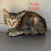 Aude photo