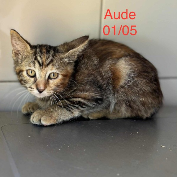 Aude photo