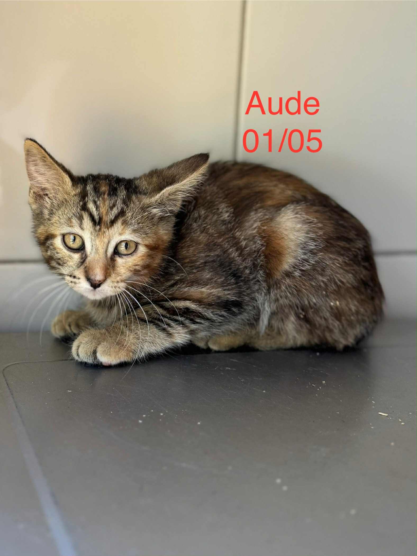 Aude photo