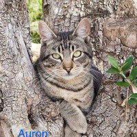 Auron photo