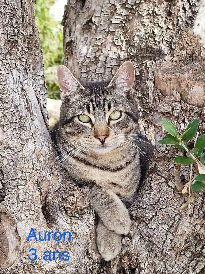 Auron photo
