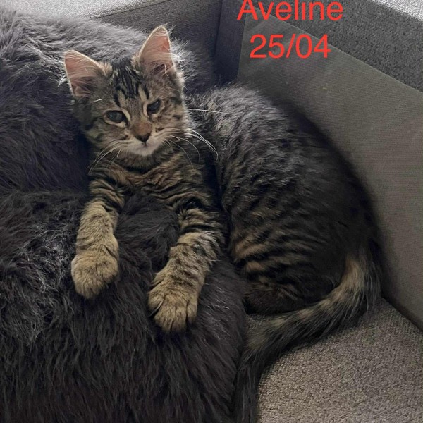 Aveline photo