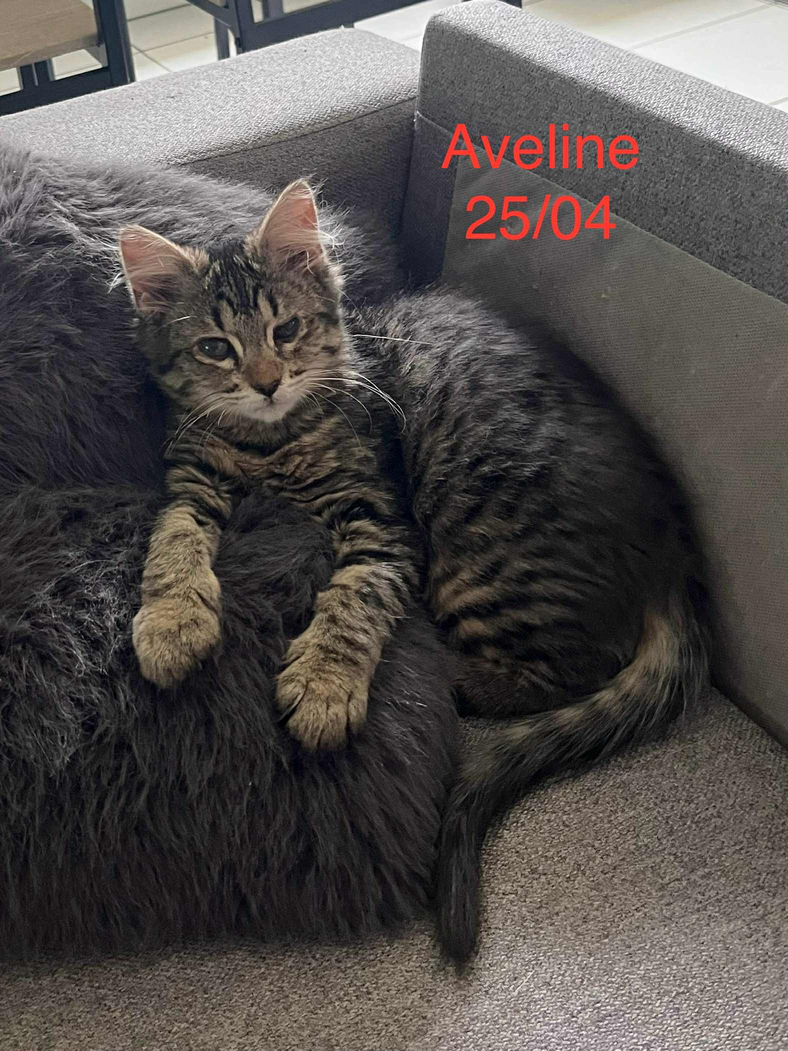 Aveline photo