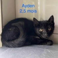 Ayden photo