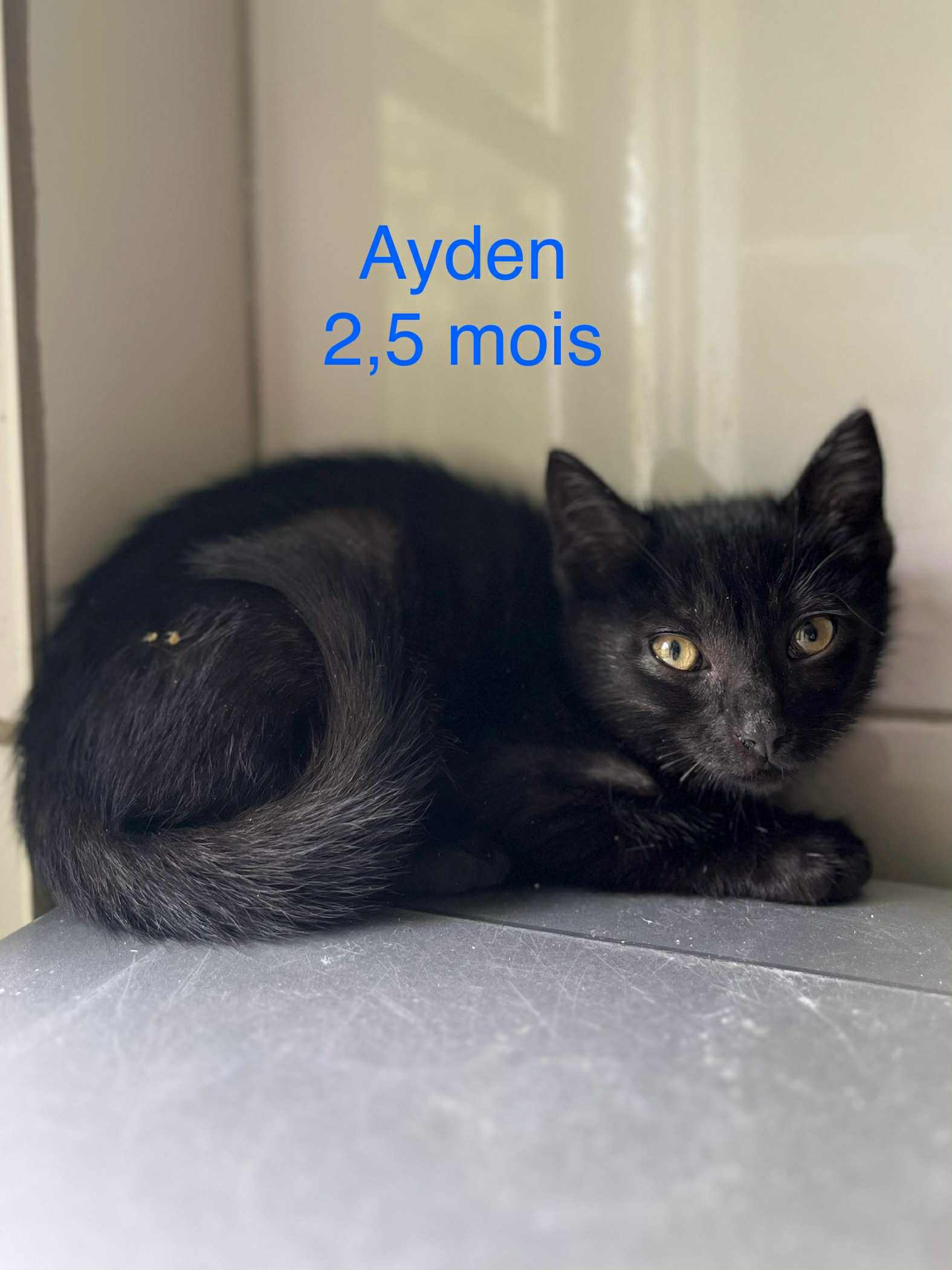 Ayden photo