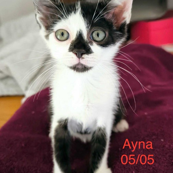 Ayna photo