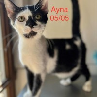 Ayna photo