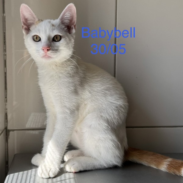 Babybell photo