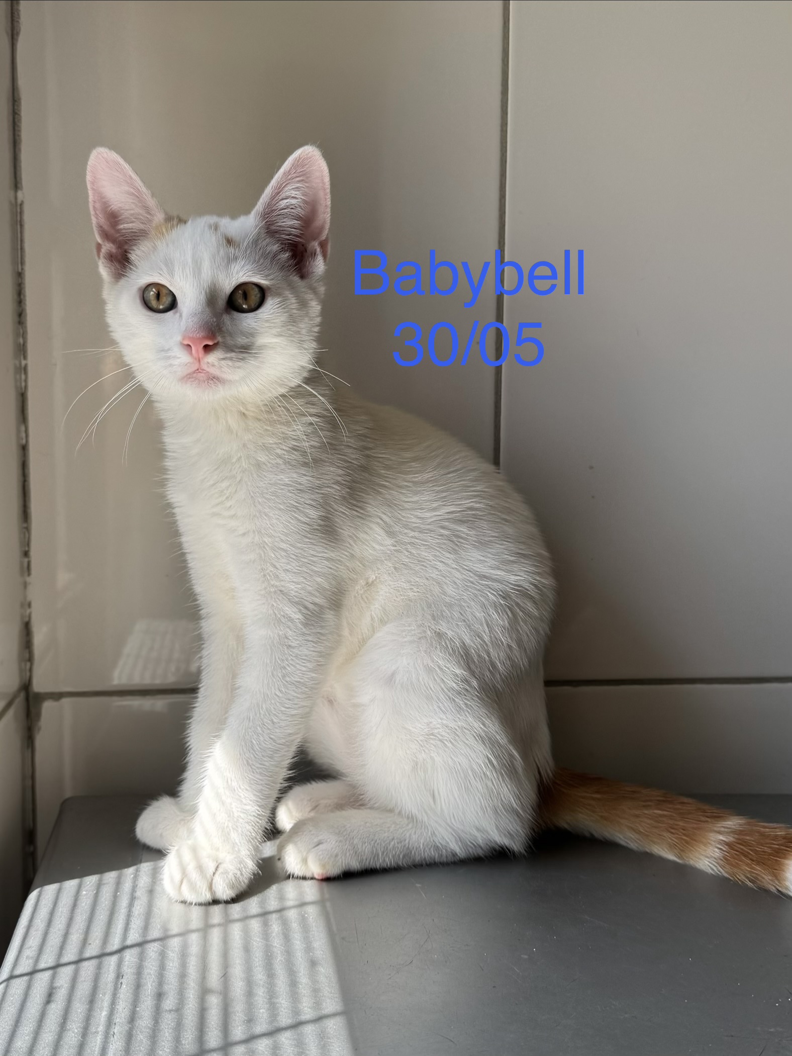Babybell photo