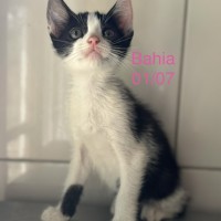 Bahia photo