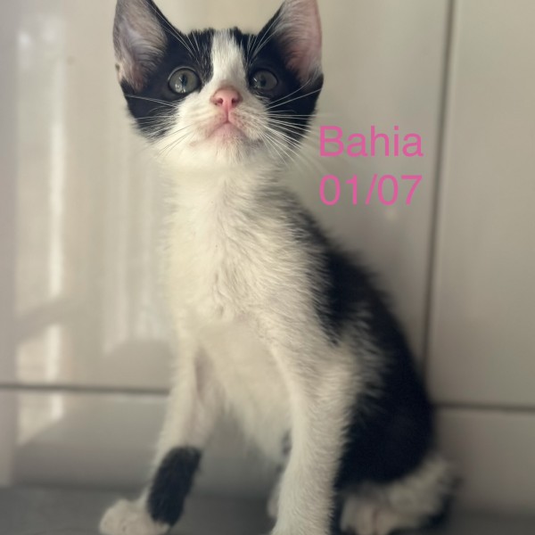 Bahia photo