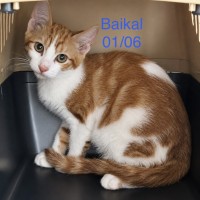 Baikal photo