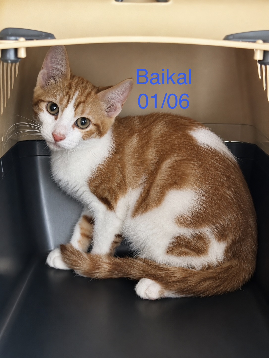 Baikal photo
